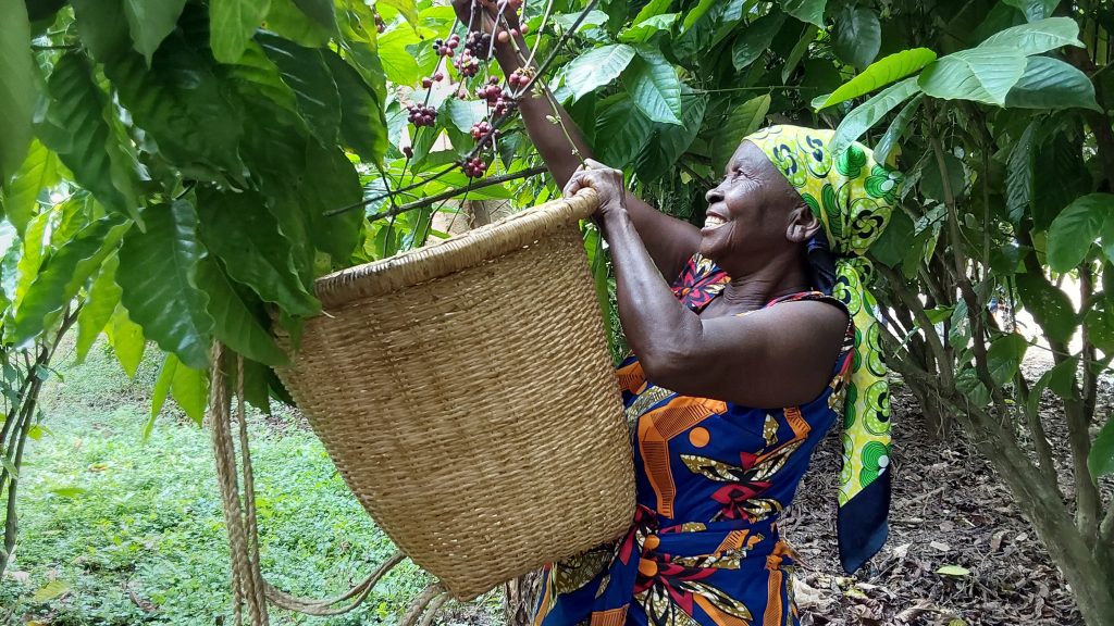 La relance de la filière café pilotée par les femmes en territoire d’Uvira